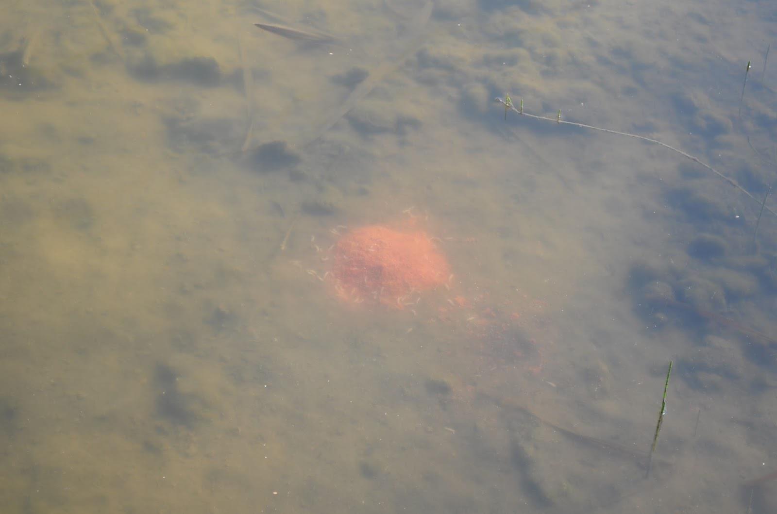 Teslui 2014 - 3 - image1111111111.jpg